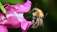 Ackerhummel (15).jpg